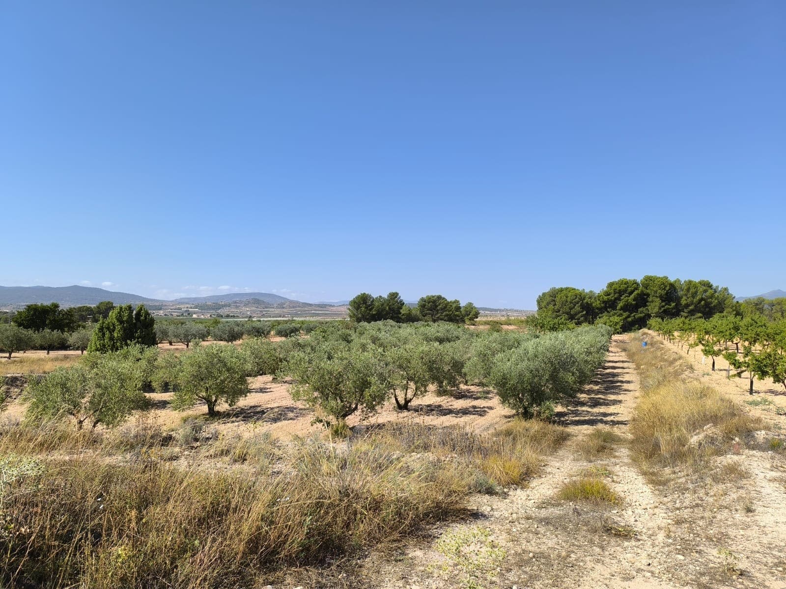 This 10,205 m² plot of land near Monóvar offers an excellent opportunity for those looking to build a home in a peaceful natural setting. The land is partly covered with mature pine trees, providing natural shade and privacy. It has access to irrigation water, making it ideal for gardening, planting, or maintaining landscaped areas. In this area, it is possible to build up to 2% of the plot size on two levels, giving you flexibility in the design and layout of your future home.The property is located just a short drive from Monóvar, a well-connected town with all essential services such as supermarkets, schools, restaurants, and healthcare. The surrounding landscape is known for its vineyards, almond groves, and scenic mountain views. With Alicante and the Mediterranean coast about 30–40 minutes away, this location combines the quiet of the countryside with easy access to the city and beaches. A solid investment for building a primary residence, holiday home, or rural retreat.We have a large portfolio of properties in the Costa Blanca and Costa Calida areas, specialising in country properties, villas, fincas, building plots and design and build options in the Alicante and Murcia regions with a particular emphasis on Elda, Monovar, Pinoso, Sax, Villena, Aspe, Fortuna, Albacete and many more surrounding areas. We have been established since 2004 and have decades of experience between the team which we bring to bear to help you find and secure your new dream home. We help you every step of the way to make sure your purchase in Spain is safe and hassle free. We are not here to sell you a property, we are here to help you realise your dream and find what is right for you. With us you are in the safest hands. Contact us now to have a no obligation chat about how you too can realise your dreams.