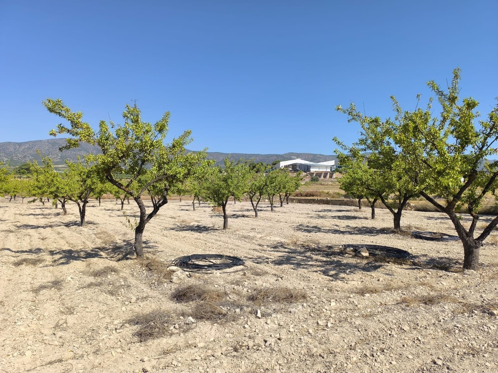 This 3,753 m² plot is located just outside Monóvar and is designated for agricultural use only. While it is not buildable, it includes access to irrigation water, making it a practical choice for growing crops, planting trees, or other farming activities. The size and access to water make it ideal for hobby farmers or anyone looking to cultivate a manageable piece of land.The area around Monóvar is known for its agricultural heritage, with olive trees, vineyards, and almond groves common throughout the region. The plot is easily accessible and only a short drive from the town of Monóvar, which offers supermarkets, schools, restaurants, and medical facilities. Alicante city and the coast are also within reach, just 35–40 minutes away by car. This is a great opportunity to own productive land in a well-connected rural setting.We have a large portfolio of properties in the Costa Blanca and Costa Calida areas, specialising in country properties, villas, fincas, building plots and design and build options in the Alicante and Murcia regions with a particular emphasis on Elda, Monovar, Pinoso, Sax, Villena, Aspe, Fortuna, Albacete and many more surrounding areas. We have been established since 2004 and have decades of experience between the team which we bring to bear to help you find and secure your new dream home. We help you every step of the way to make sure your purchase in Spain is safe and hassle free. We are not here to sell you a property, we are here to help you realise your dream and find what is right for you. With us you are in the safest hands. Contact us now to have a no obligation chat about how you too can realise your dreams.