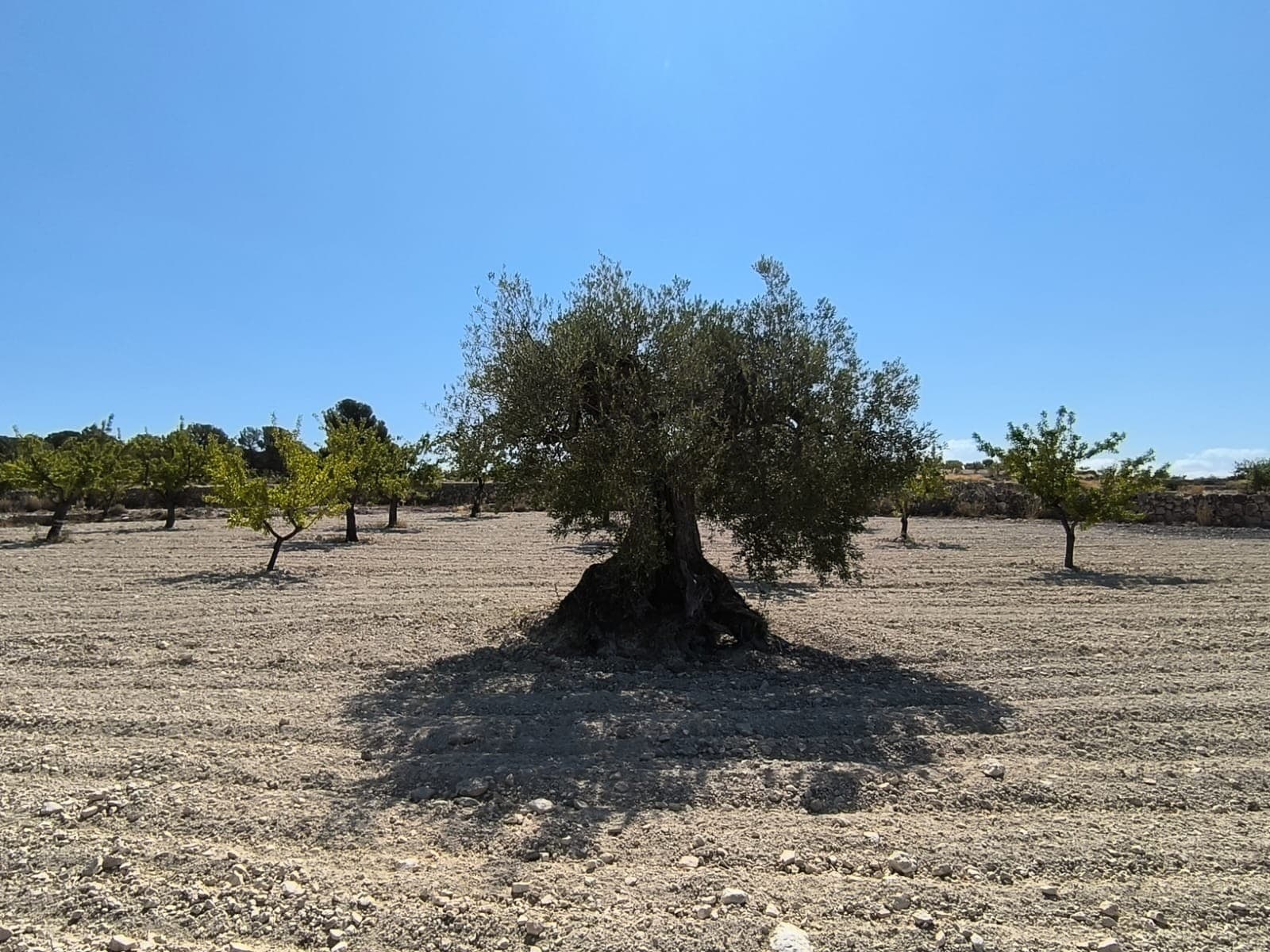 This 9,568 m² plot is located just outside Monóvar and is designated for agricultural use only. It is not buildable, but it offers a great opportunity for farming, planting trees, or other agricultural activities. With its manageable size, this land is ideal for hobby farmers, local growers, or anyone looking to invest in a piece of countryside.The area around Monóvar is well known for its vineyards, almond groves, and olive trees. It's a peaceful region with a strong agricultural tradition, yet close to all essential services in town. Monóvar offers supermarkets, restaurants, schools, and healthcare, and is just 35–40 minutes from Alicante city and the coast. This is a practical and affordable way to enjoy rural life in the Alicante province.We have a large portfolio of properties in the Costa Blanca and Costa Calida areas, specialising in country properties, villas, fincas, building plots and design and build options in the Alicante and Murcia regions with a particular emphasis on Elda, Monovar, Pinoso, Sax, Villena, Aspe, Fortuna, Albacete and many more surrounding areas. We have been established since 2004 and have decades of experience between the team which we bring to bear to help you find and secure your new dream home. We help you every step of the way to make sure your purchase in Spain is safe and hassle free. We are not here to sell you a property, we are here to help you realise your dream and find what is right for you. With us you are in the safest hands. Contact us now to have a no obligation chat about how you too can realise your dreams.