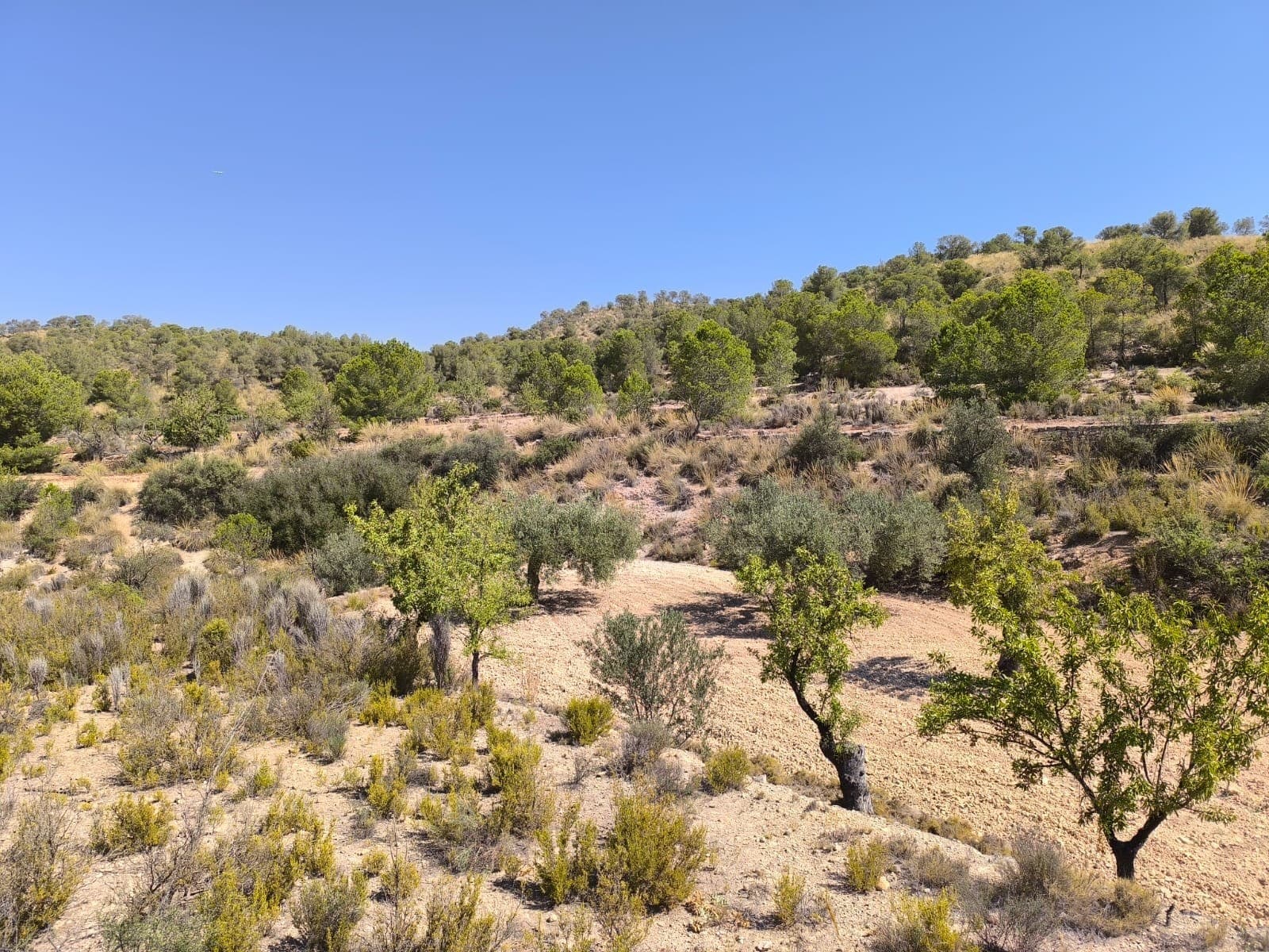 This 4,258 m² plot is located just outside Monóvar and is designated for agricultural use only. It is not buildable, but it offers a great opportunity for farming, planting trees, or other agricultural activities. With its manageable size, this land is ideal for hobby farmers, local growers, or anyone looking to invest in a piece of countryside.The area around Monóvar is well known for its vineyards, almond groves, and olive trees. It's a peaceful region with a strong agricultural tradition, yet close to all essential services in town. Monóvar offers supermarkets, restaurants, schools, and healthcare, and is just 35–40 minutes from Alicante city and the coast. This is a practical and affordable way to enjoy rural life in the Alicante province.We have a large portfolio of properties in the Costa Blanca and Costa Calida areas, specialising in country properties, villas, fincas, building plots and design and build options in the Alicante and Murcia regions with a particular emphasis on Elda, Monovar, Pinoso, Sax, Villena, Aspe, Fortuna, Albacete and many more surrounding areas. We have been established since 2004 and have decades of experience between the team which we bring to bear to help you find and secure your new dream home. We help you every step of the way to make sure your purchase in Spain is safe and hassle free. We are not here to sell you a property, we are here to help you realise your dream and find what is right for you. With us you are in the safest hands. Contact us now to have a no obligation chat about how you too can realise your dreams.