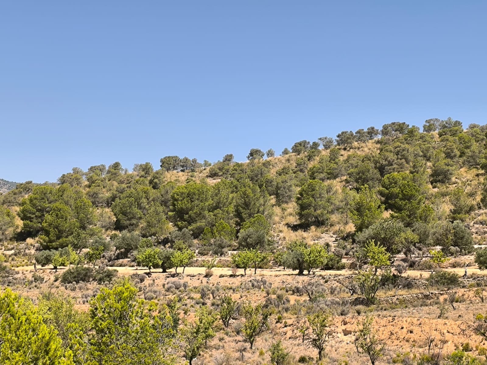 This 2,023 m² plot is located just outside Monóvar and is designated for agricultural use only. It is not buildable, but it offers a great opportunity for farming, planting trees, or other agricultural activities. With its manageable size, this land is ideal for hobby farmers, local growers, or anyone looking to invest in a piece of countryside.The area around Monóvar is well known for its vineyards, almond groves, and olive trees. It's a peaceful region with a strong agricultural tradition, yet close to all essential services in town. Monóvar offers supermarkets, restaurants, schools, and healthcare, and is just 35–40 minutes from Alicante city and the coast. This is a practical and affordable way to enjoy rural life in the Alicante province.We have a large portfolio of properties in the Costa Blanca and Costa Calida areas, specialising in country properties, villas, fincas, building plots and design and build options in the Alicante and Murcia regions with a particular emphasis on Elda, Monovar, Pinoso, Sax, Villena, Aspe, Fortuna, Albacete and many more surrounding areas. We have been established since 2004 and have decades of experience between the team which we bring to bear to help you find and secure your new dream home. We help you every step of the way to make sure your purchase in Spain is safe and hassle free. We are not here to sell you a property, we are here to help you realise your dream and find what is right for you. With us you are in the safest hands. Contact us now to have a no obligation chat about how you too can realise your dreams.