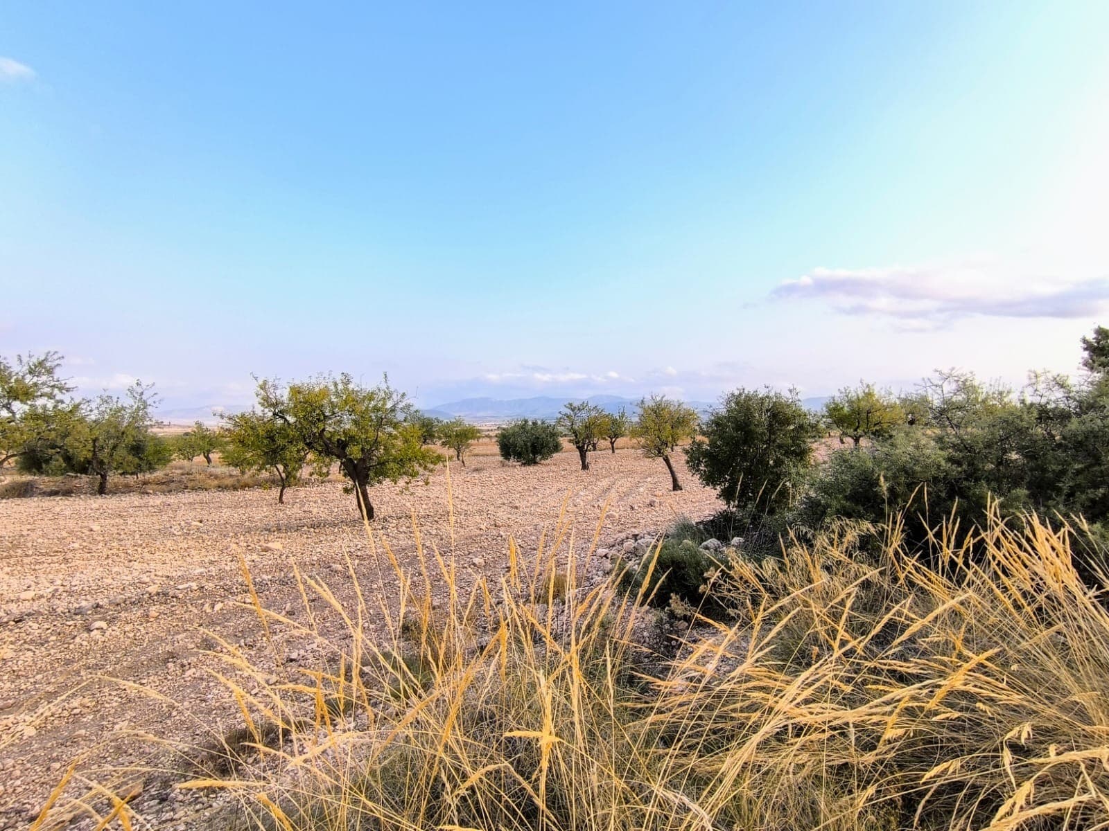 Plot of 9157 m2 for sale in Pinoso. The land, planted by producing almond trees, is located 5 km from Lel and 11 km from Pinoso. It offers tranquility, privacy, and stunning mountain views. Access by a dirt road. Due to its size, this parcel is not a building plot! It however could be joint with other parcel in Pinoso to create at least 10.000 m2 - necessary size for building in Pinoso.We can help you with the building design and connect you with builders, solar panels company etc. If you liked this property, do not hesitate to contact us to organize a visit, we will be happy to help you!About the area: Pinoso (Alicante, Spain), known for its stunning countryside, and welcoming atmosphere, offers a perfect blend of traditional Spanish culture and modern conveniences. Surrounded by picturesque vineyards and rolling hills, Pinoso is renowned for its quality of life, with excellent local amenities, schools, and easy access to both the vibrant cities of Alicante and Elche, as well as beautiful Mediterranean beaches. Whether you're seeking a peaceful rural retreat or a family-friendly community, Pinoso is an ideal place to invest in property, combining serene living with great potential for growth.About us: We have a large portfolio of properties in the Costa Blanca and Costa Calida areas, specialising in country properties, villas, fincas, building plots and design and build options in the Alicante and Murcia regions with a particular emphasis on Elda, Monovar, Pinoso, Sax, Villena, Aspe, Fortuna, Albacete and many more surrounding areas. We have been established since 2004 and have decades of experience between the team which we bring to bear to help you find and secure your new dream home. We help you every step of the way to make sure your purchase in Spain is safe and hassle free. We are not here to sell you a property, we are here to help you realise your dream and find what is right for you. With us you are in the safest hands. Contact us now to have a no obligation chat about how you too can realise your dreams.