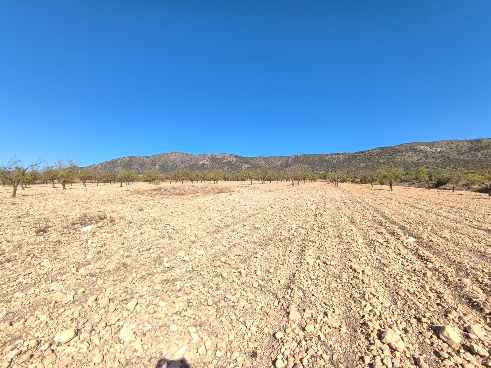 Would you like to create your own little kingdom and build a house of your dreams on a large, but affordable plot of land, without any close neighbours, yet in a pleasant rural countryside with amenities within a short drive? Discover this rural building parcel near Pinoso, in Monovar municipality. The plot has over 40.000 m2 in a quiet environment with nice mountain views. Thanks to its privacy it's ideal for dogs or horse lovers, close to hiking areas. The plot has mostly an even terrain, it is planted with an almond orchard. Access by a dirt road, 4x4 recommended. The parcel has no water or electricity, the future house could have a solar system and a water deposit. We can help you with the building design and connect you with builders, solar panels company etc. If you liked this property, do not hesitate to contact us to organize a visit, we will be happy to help you!About the area: Monovar (Alicante, Spain), known for its stunning countryside, and welcoming atmosphere, offers a perfect blend of traditional Spanish culture and modern conveniences. Surrounded by picturesque vineyards and rolling hills, the town is renowned for its quality of life, with excellent local amenities, schools, and easy access to both the vibrant cities of Alicante and Elche, as well as airport and Mediterranean beaches. The region Spain is a major producer of fruits, vegetables, and nuts. Almond trees are particularly important, as local dry, warm climate, and fertile soil are ideal for their cultivation.About us: We have a large portfolio of properties in the Costa Blanca and Costa Calida areas, specialising in country properties, villas, fincas, building plots and design and build options in the Alicante and Murcia regions with a particular emphasis on Elda, Monovar, Pinoso, Sax, Villena, Aspe, Fortuna, Albacete and many more surrounding areas. We have been established since 2004 and have decades of experience between the team which we bring to bear to help you find and secure your new dream home. We help you every step of the way to make sure your purchase in Spain is safe and hassle free. We are not here to sell you a property, we are here to help you realise your dream and find what is right for you. With us you are in the safest hands. Contact us now to have a no obligation chat about how you too can realise your dreams.