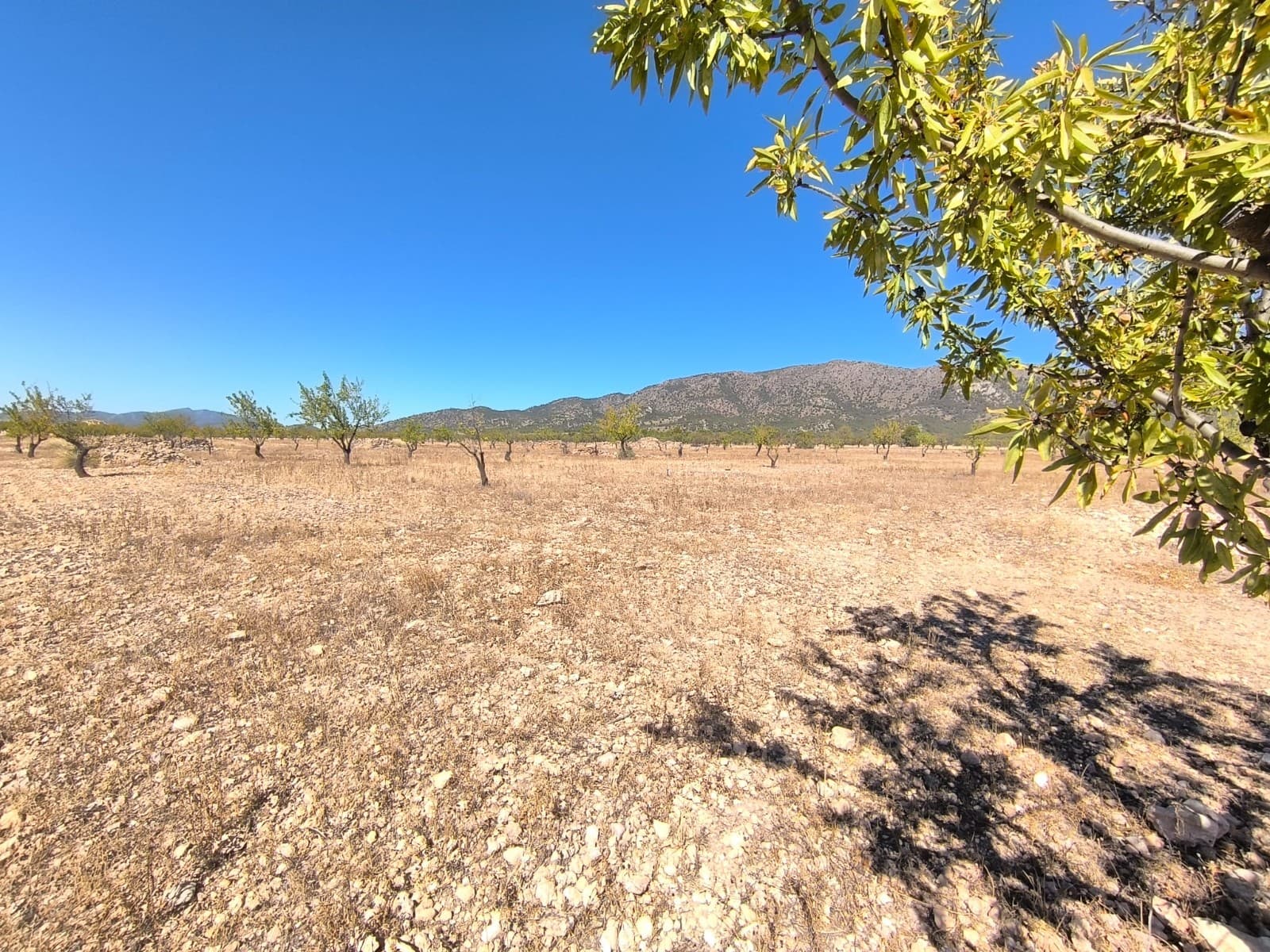 Rural building parcel of rectangular shape, in a tranquil area north of Monovar, with almost 29.000 m2 located in a quiet environment with stunning mountain views. This plot has mostly an even terrain, it is accessible by a dirt road. Distances: 2 km from village of Canyades d'en Cirus, 18 min ride from Pinoso, 22 min from Monovar. Situated in open countryside, yet with no neighbours close.About the area: Monovar (Alicante, Spain), known for its stunning countryside, and welcoming atmosphere, offers a perfect blend of traditional Spanish culture and modern conveniences. Surrounded by picturesque vineyards and rolling hills, the town is renowned for its quality of life, with excellent local amenities, schools, and easy access to both the vibrant cities of Alicante and Elche, as well as airport and Mediterranean beaches. The region Spain is a major producer of fruits, vegetables, and nuts. Almond trees are particularly important, as local dry, warm climate, and fertile soil are ideal for their cultivation.About us: We have a large portfolio of properties in the Costa Blanca and Costa Calida areas, specialising in country properties, villas, fincas, building plots and design and build options in the Alicante and Murcia regions with a particular emphasis on Elda, Monovar, Pinoso, Sax, Villena, Aspe, Fortuna, Albacete and many more surrounding areas. We have been established since 2004 and have decades of experience between the team which we bring to bear to help you find and secure your new dream home. We help you every step of the way to make sure your purchase in Spain is safe and hassle free. We are not here to sell you a property, we are here to help you realise your dream and find what is right for you. With us you are in the safest hands. Contact us now to have a no obligation chat about how you too can realise your dreams.