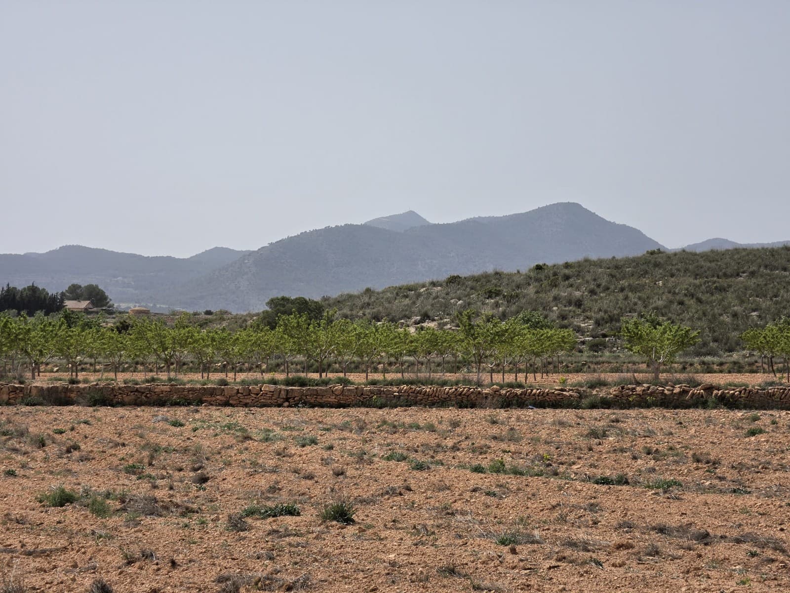 Excellent 14,132 m² Plot Just 6km from Pinoso – With Irrigation Water and Easy AccessDiscover this fantastic opportunity to build your dream project on a spacious 14,132 m² plot of land, located just 6 km from the charming town of Pinoso, in the direction of Lel. This well-positioned property boasts beautiful surroundings, a peaceful setting, and excellent access via a good road.Equipped with irrigation water and offering plenty of space and potential, this land is ideal for a variety of uses — whether you're planning to create a private countryside retreat, a small agricultural venture, or a custom development project.With its convenient location, great access, and essential resources already in place, this plot offers outstanding value and versatility. Don't miss out — contact us today to arrange a viewing and discover all the possibilities this property has to offer.We have a large portfolio of properties in the Costa Blanca and Costa Calida areas, specialising in country properties, villas, fincas, building plots and design and build options in the Alicante and Murcia regions with a particular emphasis on Elda, Monovar, Pinoso, Sax, Villena, Aspe, Fortuna, Albacete and many more surrounding areas. We have been established since 2004 and have decades of experience between the team which we bring to bear to help you find and secure your new dream home. We help you every step of the way to make sure your purchase in Spain is safe and hassle free. We are not here to sell you a property, we are here to help you realise your dream and find what is right for you. With us you are in the safest hands. Contact us now to have a no obligation chat about how you too can realise your dreams.