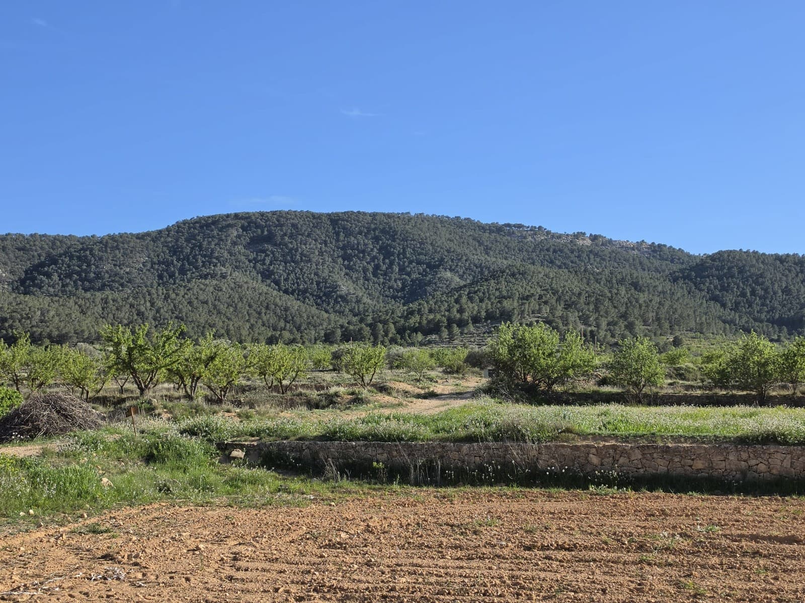 Building Plot for Sale Near Casas del Señor – 16,136 m²This generous 16,136 m² plot is located just outside the village of Casas del Señor, offering a peaceful countryside setting with plenty of space and privacy. The land is suitable for building, and a cédula urbanística has already been obtained, confirming that construction is permitted (subject to project and license approval).The size of the plot provides flexibility to design a comfortable home with gardens, outdoor living areas, or additional features to suit your needs. The plot enjoys open views of the surrounding countryside and is well positioned for those looking to enjoy rural living while staying close to nearby towns.About the Area Casas del Señor is a small and traditional village known for its relaxed atmosphere and local charm, with a few restaurants and essential amenities. The nearby town of Monóvar offers a wider range of services, including shops, schools, and healthcare. Surrounded by vineyards, almond groves, and rolling countryside, the area provides a tranquil lifestyle while still being within easy driving distance of Alicante city, the airport, and the coast.We have a large portfolio of properties in the Costa Blanca and Costa Calida areas, specialising in country properties, villas, fincas, building plots and design and build options in the Alicante and Murcia regions with a particular emphasis on Elda, Monovar, Pinoso, Sax, Villena, Aspe, Fortuna, Albacete and many more surrounding areas. We have been established since 2004 and have decades of experience between the team which we bring to bear to help you find and secure your new dream home. We help you every step of the way to make sure your purchase in Spain is safe and hassle free. We are not here to sell you a property, we are here to help you realise your dream and find what is right for you. With us you are in the safest hands. Contact us now to have a no obligation chat about how you too can realise your dreams.