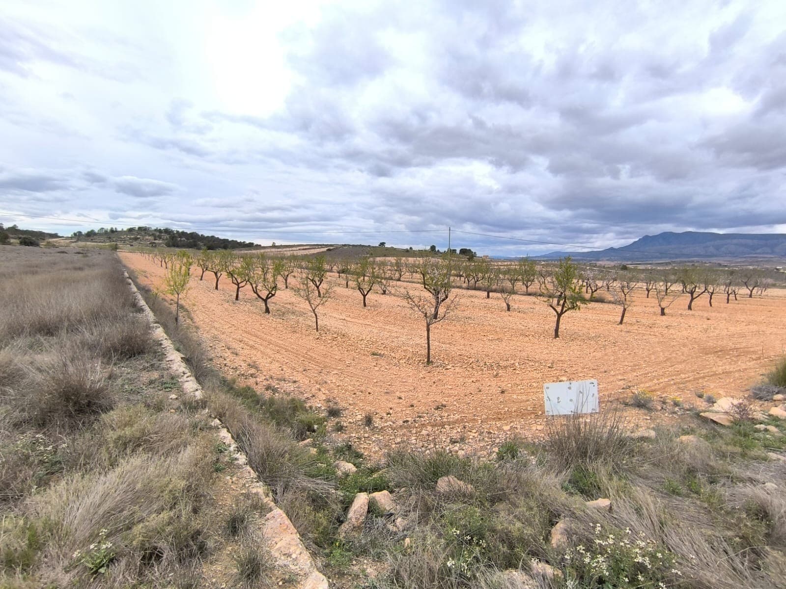 For sale: Parcel near Pinoso of app. 24500 m2, of which app, 20000 m2 is almond orchard. Features 300 trees, healthy, pruned, in full production. The orchard is well-maintained, offers a wonderful investment with a quick return or a source for own agricultural ventures. The parcel does not have electric or water connection, but points of connection are available. Due to its size and possibility of connection could serve as a potential building site, offering privacy and beautiful views.About the area: Murcia region in southeastern Spain is a major producer of fruits, vegetables, and nuts. Almond trees are particularly important, as Murcia's dry, warm, Mediterranean climate, and fertile soil are ideal for their cultivation. The region is one of Europe's leading producers of almonds, contributing significantly to both local and international markets.About us: We have a large portfolio of properties in the Costa Blanca and Costa Calida areas, specialising in country properties, villas, fincas, building plots and design and build options in the Alicante and Murcia regions with a particular emphasis on Elda, Monovar, Pinoso, Sax, Villena, Aspe, Fortuna, Albacete and many more surrounding areas. We have been established since 2004 and have decades of experience between the team which we bring to bear to help you find and secure your new dream home. We help you every step of the way to make sure your purchase in Spain is safe and hassle free. We are not here to sell you a property, we are here to help you realise your dream and find what is right for you. With us you are in the safest hands. Contact us now to have a no obligation chat about how you too can realise your dreams.