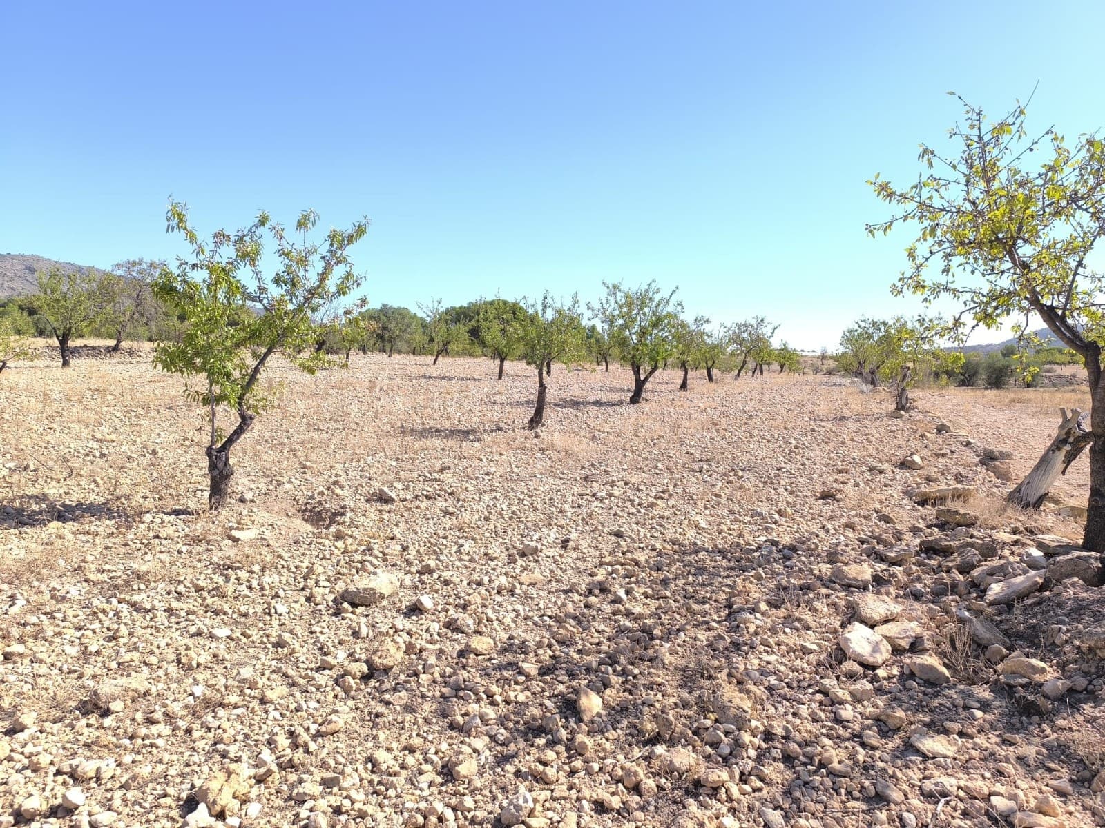 Building Land for sale in Monovar municipality. The plot, planted with almond trees in production, offers privacy, and stunning mountain views. Surrounded by orchards, nature, and also a water reservoir, this property, although not yet connected, could benefit from a cheap irrigation water. Access by a dirt road. You can build up to 2% of the land size - 328 m2, including the living unit, swimming pool, a garage etc. We can help you with the building design and connect you with architects, builders, solar panels company etc. If you liked this property, do not hesitate to contact us to organize a visit, we will be happy to help you!About the area: About the area: Monovar (Alicante, Spain), known for its stunning countryside, and welcoming atmosphere, offers a perfect blend of traditional Spanish culture and modern conveniences. Surrounded by picturesque vineyards and rolling hills, the town is renowned for its quality of life, with excellent local amenities, schools, and easy access to both the vibrant cities of Alicante and Elche, as well as airport and Mediterranean beaches. The region Spain is a major producer of fruits, vegetables, and nuts. Almond trees are particularly important, as local dry, warm climate, and fertile soil are ideal for their cultivation.About us: We have a large portfolio of properties in the Costa Blanca and Costa Calida areas, specialising in country properties, villas, fincas, building plots and design and build options in the Alicante and Murcia regions with a particular emphasis on Yecla, Novelda, Elda, Monovar, Pinoso, Sax, Villena, Aspe, Fortuna, Jumilla, Abanilla, and many more surrounding areas. We have been established since 2004 and have decades of experience between the team which we bring to bear to help you find and secure your new dream home. We help you every step of the way to make sure your purchase in Spain is safe and hassle free. We are not here to sell you a property, we are here to help you realise your dream and find what is right for you. With us you are in the safest hands. Contact us now to have a no obligation chat about how you too can realise your dreams.