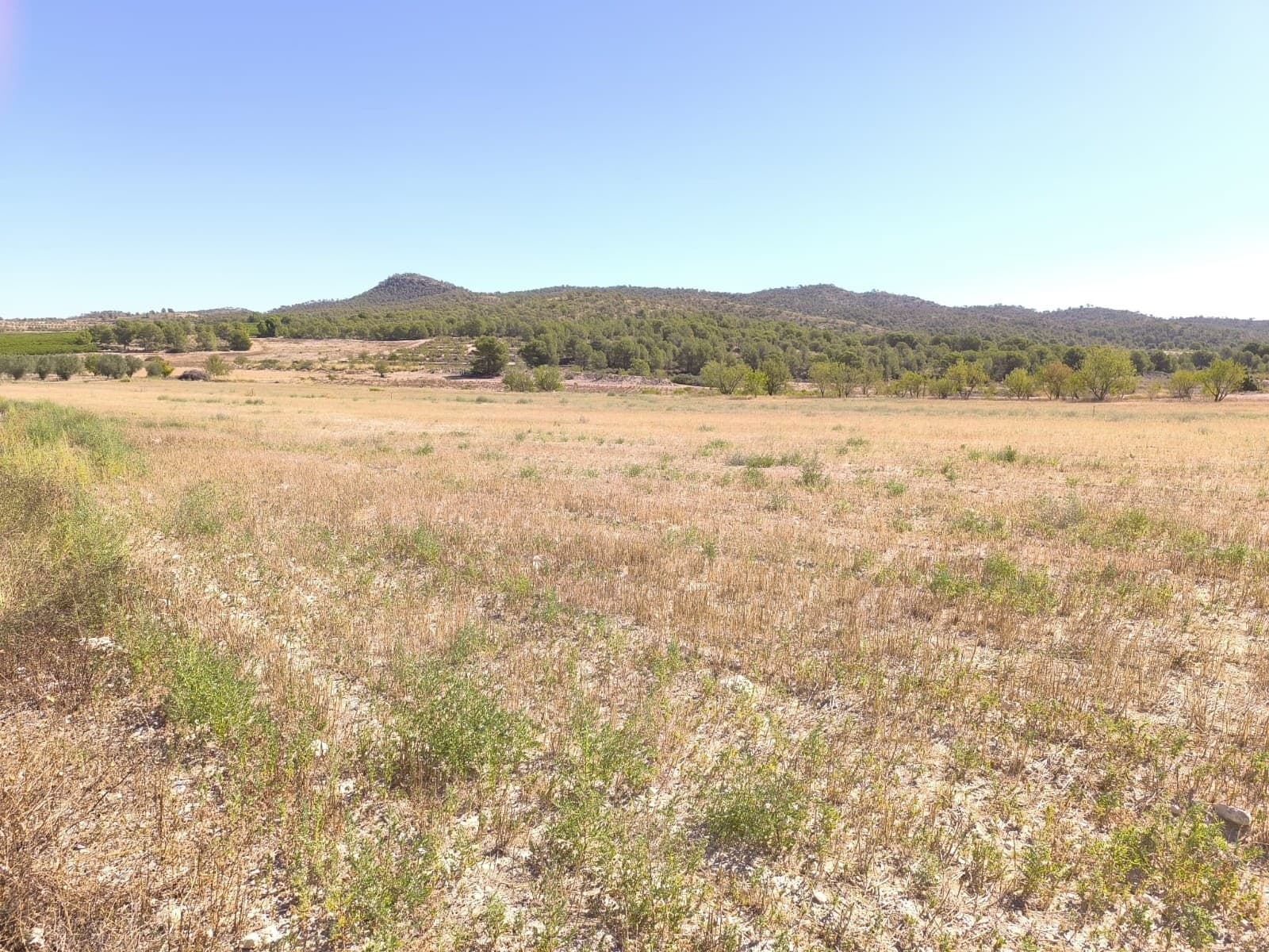 Building Land for sale in Monovar municipality, in walking distance from the hamlet of Canyades d'en Cirus. The plot, currently fallow, mostly flat, offers easy access with a tarmac road, proximity to neighbours, beautiful nature walks, and stunning mountain views. It has a mains drinking water, and mains irrigation water connected, electricity is very close as well. You can build up to 2% of the land size - 270 m2, including the living unit, swimming pool, a garage etc. We can help you with the building design and connect you with architects, builders, solar panels company etc. If you liked this property, do not hesitate to contact us to organize a visit, we will be happy to help you!About the area: About the area: Monovar (Alicante, Spain), known for its stunning countryside, and welcoming atmosphere, offers a perfect blend of traditional Spanish culture and modern conveniences. Surrounded by picturesque vineyards and rolling hills, the town is renowned for its quality of life, with excellent local amenities, schools, and easy access to both the vibrant cities of Alicante and Elche, as well as airport and Mediterranean beaches. The region Spain is a major producer of fruits, vegetables, and nuts. Almond trees are particularly important, as local dry, warm climate, and fertile soil are ideal for their cultivation.About us: We have a large portfolio of properties in the Costa Blanca and Costa Calida areas, specialising in country properties, villas, fincas, building plots and design and build options in the Alicante and Murcia regions with a particular emphasis on Yecla, Novelda, Elda, Monovar, Pinoso, Sax, Villena, Aspe, Fortuna, Jumilla, Abanilla, and many more surrounding areas. We have been established since 2004 and have decades of experience between the team which we bring to bear to help you find and secure your new dream home. We help you every step of the way to make sure your purchase in Spain is safe and hassle free. We are not here to sell you a property, we are here to help you realise your dream and find what is right for you. With us you are in the safest hands. Contact us now to have a no obligation chat about how you too can realise your dreams.