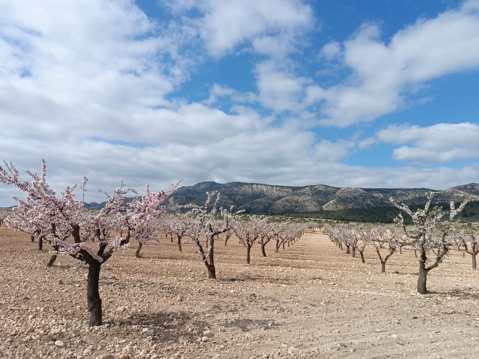 Legal building plot of over 19800 m2 for sale in a picturesque valley. Located in Jumilla municipality, near Pinoso. The land, all planted with almond trees in full production, offers stunning mountain views, tranquility, yet with convenient asphalted access. It is flat and easy to build on. You are allowed to build up to 250 m2 on a single level (or 200 m2 over 2 levels), including the living unit, swimming pool, a garage etc. We can help you with the building design and connect you with architects, builders, solar panels company etc. The house will need to operate off-grid, which is not an issue today. If you liked this property, do not hesitate to contact us to organize a visit, we will be happy to help you!Distances:La Alberquilla (the closest village with a bar) - 0.8 kmPinoso (the closest town with markets, schools, clinics, vet, gyms, etc.) - 7 km, 5 minElche (the closest city) - 45 minAlicante airport - 50 minBeach - 52 minAbout the area: Pinoso (Alicante, Spain), known for its stunning countryside, and welcoming atmosphere, offers a perfect blend of traditional Spanish culture and modern conveniences. Surrounded by picturesque vineyards and rolling hills, Pinoso is renowned for its quality of life, with excellent local amenities, schools, and easy access to both the vibrant cities of Alicante and Elche, as well as beautiful Mediterranean beaches. Whether you're seeking a peaceful rural retreat or a family-friendly community, Pinoso is an ideal place to invest in property, combining serene living with great potential for growth.About us: We have a large portfolio of properties in the Costa Blanca and Costa Calida areas, specialising in country properties, villas, fincas, building plots and design and build options in the Alicante and Murcia regions with a particular emphasis on Elda, Monovar, Pinoso, Sax, Villena, Aspe, Fortuna, Albacete and many more surrounding areas. We have been established since 2004 and have decades of experience between the team which we bring to bear to help you find and secure your new dream home. We help you every step of the way to make sure your purchase in Spain is safe and hassle free. We are not here to sell you a property, we are here to help you realise your dream and find what is right for you. With us you are in the safest hands. Contact us now to have a no obligation chat about how you too can realise your dreams.