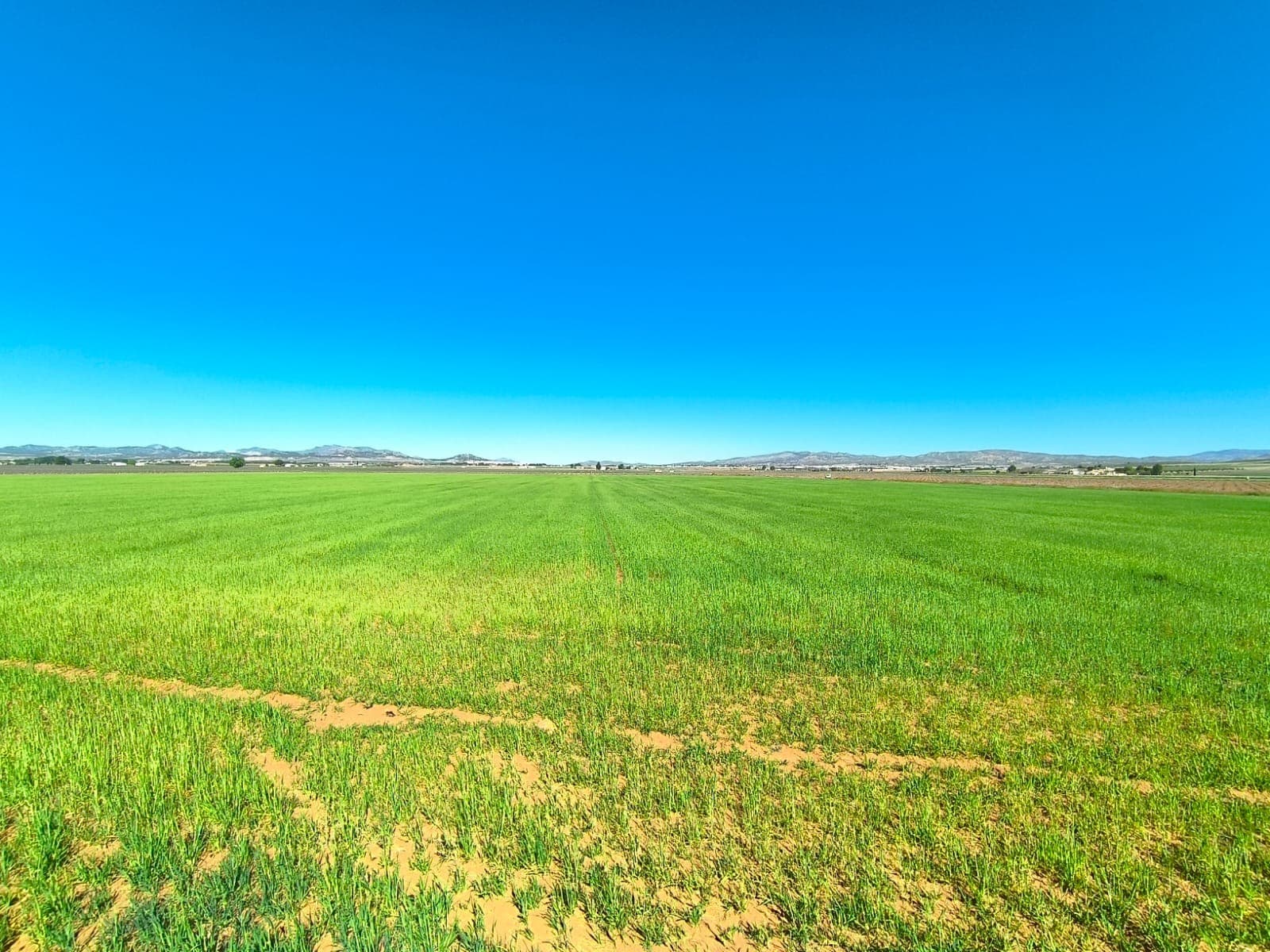 Agricultural & Building land near Yecla. Prior used for growing cereals, this currently fallow land has an irrigation water connection, and water rights. The parcel is square shaped, with a tarmac road access, flat terrain, and a fertile soil. Ideal for growing olives, almonds, vine, peaches, apricots, cherries, pears, pistachios, vegetable, or for cattle, sheep, or horse pastures. You can build up to 5% of the land size, certificate of construction comes with the plot and is a condition of purchase.We can help you with the building design and connect you with architects, builders, solar panels company etc. If you liked this property, do not hesitate to contact us to organize a visit.Distances:Yecla (the closest town with markets, schools, clinics, vet, gyms, etc.) - 10 kmElche (the closest city) - 50 minAlicante airport - 60 minBeach - 62 minAbout the area: Yecla is a charming and historic town of app. 35000 inhabitants, located in the region of Murcia. It is renowned for its award-winning wines, historical landmarks, and vibrant local culture. The surrounding natural landscapes of scenic mountains, vineyards and almond groves provide opportunities for outdoor activities, while the town itself offers all necessary services, including hospital, schools, shops, restaurants, and other services. With a friendly local community, lively markets, excellent gastronomy, and easy access to nature, Yecla is an ideal location for those seeking authentic Spanish lifestyle - just about an hour from the coast and Alicante airport.About us: We have a large portfolio of properties in the Costa Blanca and Costa Calida areas, specialising in country properties, villas, fincas, building plots and design and build options in the Alicante and Murcia regions with a particular emphasis on Yecla, Novelda, Elda, Monovar, Pinoso, Sax, Villena, Aspe, Fortuna, Jumilla, Abanilla, and many more surrounding areas. We have been established since 2004 and have decades of experience between the team which we bring to bear to help you find and secure your new dream home. We help you every step of the way to make sure your purchase in Spain is safe and hassle free. We are not here to sell you a property, we are here to help you realise your dream and find what is right for you. With us you are in the safest hands. Contact us now to have a no obligation chat about how you too can realise your dreams.