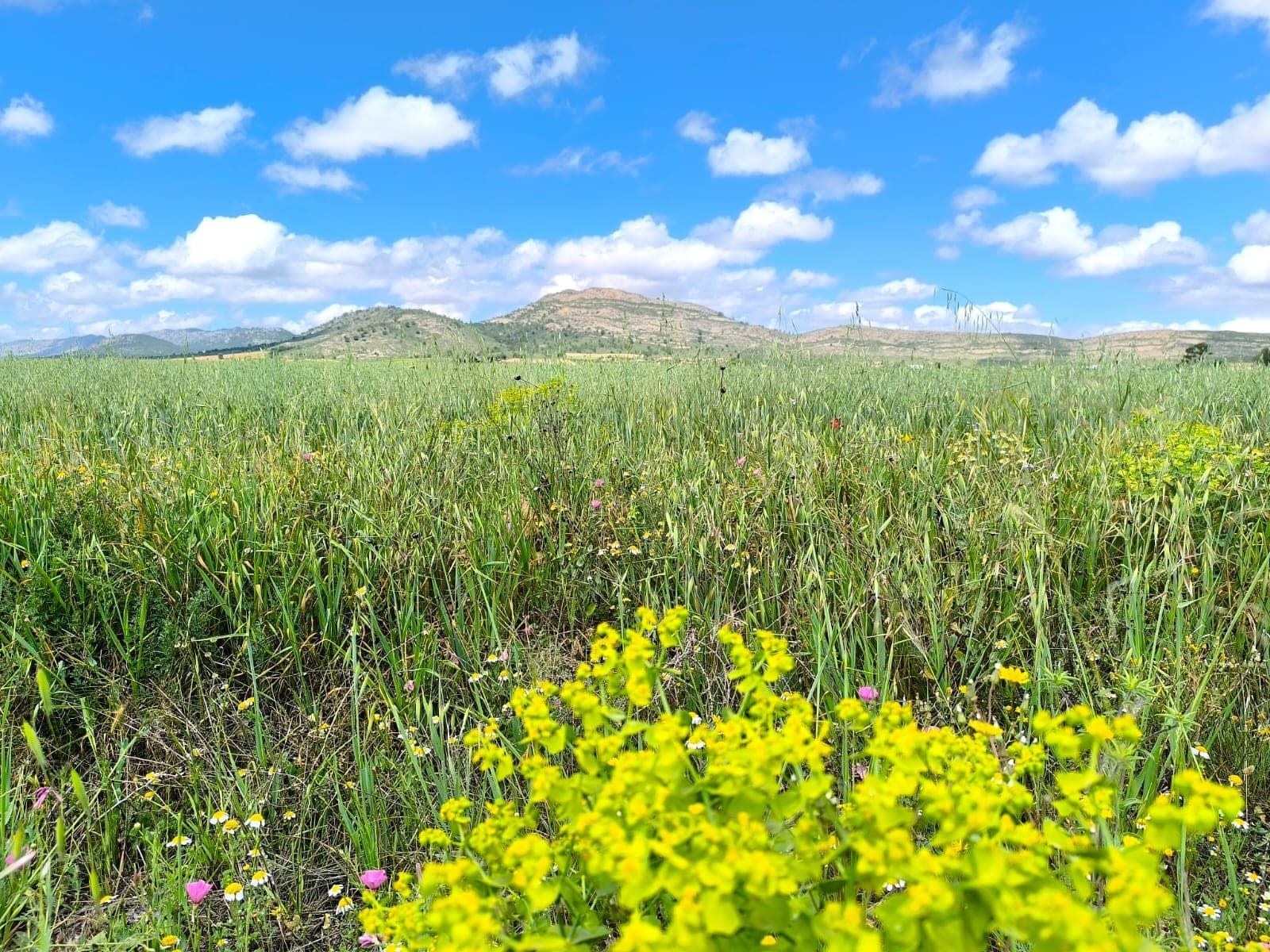 For sale: Agricultural & Building land near Yecla. This large parcel of over 4.6 hectares, currently fallow, is flat, with a convenient tarmac road access. The land has an irrigation water connection, and 2 water rights. You can build up to 5% of the land size (residential building) or 40% (agricultural or industrial buildings), certificate of construction comes with the plot and is a condition of purchase. Located in a fertile valley, the property offers easy access and mountain views.The land is ideal for growing olives, pistachios, almonds, vine, peaches, apricots, cherries, pears, pistachios, vegetable, cereals, or for cattle, sheep, or horse pastures.We can help you with the building design and connect you with architects, builders, solar panels company etc. If you liked this property, do not hesitate to contact us to organize a visit.Distances:Tarmac road - 0 mElectric posts - 400 mHighway - 500 mYecla (the closest town with markets, schools, clinics, vet, gyms, etc.) - 7 km, 8 minElche (the closest city) - 55 minAlicante airport - 60 minBeach - 62 minAbout the area: Yecla is a charming and historic town of app. 35000 inhabitants, located in the region of Murcia. It is renowned for its award-winning wines, historical landmarks, and vibrant local culture. The surrounding natural landscapes of scenic mountains, vineyards and almond groves provide opportunities for outdoor activities, while the town itself offers all necessary services, including hospital, schools, shops, restaurants, and other services. With a friendly local community, lively markets, excellent gastronomy, and easy access to nature, Yecla is an ideal location for those seeking authentic Spanish lifestyle - just about an hour from the coast and Alicante airport.About us: We have a large portfolio of properties in the Costa Blanca and Costa Calida areas, specialising in country properties, villas, fincas, building plots and design and build options in the Alicante and Murcia regions with a particular emphasis on Yecla, Novelda, Elda, Monovar, Pinoso, Sax, Villena, Aspe, Fortuna, Jumilla, Abanilla, and many more surrounding areas. We have been established since 2004 and have decades of experience between the team which we bring to bear to help you find and secure your new dream home. We help you every step of the way to make sure your purchase in Spain is safe and hassle free. We are not here to sell you a property, we are here to help you realise your dream and find what is right for you. With us you are in the safest hands. Contact us now to have a no obligation chat about how you too can realise your dreams.