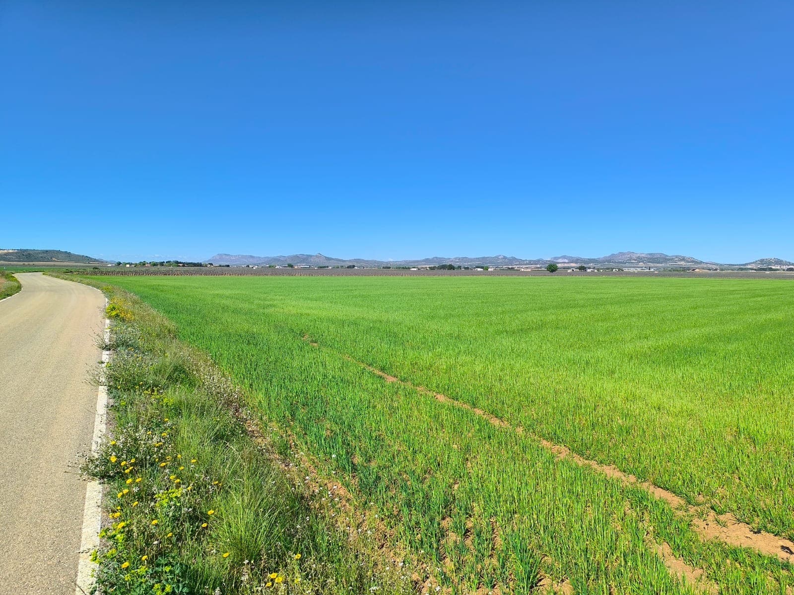 Agricultural & Building land near Yecla. Five hectares of fertile land, suitable for growing crops (olives, almonds, vine, peaches, apricots, cherries, pears, pistachios, vegetable), for cattle, sheep, or horse pastures, or for building a house, offering an interesting development/investment opportunity, and a self-sufficient lifestyle.Previously used for growing cereals, this currently fallow land has an irrigation water connection, and water rights. Located in a tranquil rural area of Yecla, it has a good access via tarmac road. Electric connection is not near. The terrain is mostly flat. You can build up to 5% of the land size, certificate of construction comes with the plot and is a condition of purchase.We can help you with the building design and connect you with architects, builders, solar panels company etc. If you liked this property, do not hesitate to contact us to organize a visit.Distances:Tarmac road - 0 mYecla (the closest town with markets, schools, clinics, vet, gyms, etc.) - 10 kmElche (the closest city) - 50 minAlicante airport - 60 minBeach - 62 minAbout the area: Yecla is a charming and historic town of app. 35000 inhabitants, located in the region of Murcia. It is renowned for its award-winning wines, historical landmarks, and vibrant local culture. The surrounding natural landscapes of scenic mountains, vineyards and almond groves provide opportunities for outdoor activities, while the town itself offers all necessary services, including hospital, schools, shops, restaurants, and other services. With a friendly local community, lively markets, excellent gastronomy, and easy access to nature, Yecla is an ideal location for those seeking authentic Spanish lifestyle - just about an hour from the coast and Alicante airport.About us: We have a large portfolio of properties in the Costa Blanca and Costa Calida areas, specialising in country properties, villas, fincas, building plots and design and build options in the Alicante and Murcia regions with a particular emphasis on Yecla, Novelda, Elda, Monovar, Pinoso, Sax, Villena, Aspe, Fortuna, Jumilla, Abanilla, and many more surrounding areas. We have been established since 2004 and have decades of experience between the team which we bring to bear to help you find and secure your new dream home. We help you every step of the way to make sure your purchase in Spain is safe and hassle free. We are not here to sell you a property, we are here to help you realise your dream and find what is right for you. With us you are in the safest hands. Contact us now to have a no obligation chat about how you too can realise your dreams.