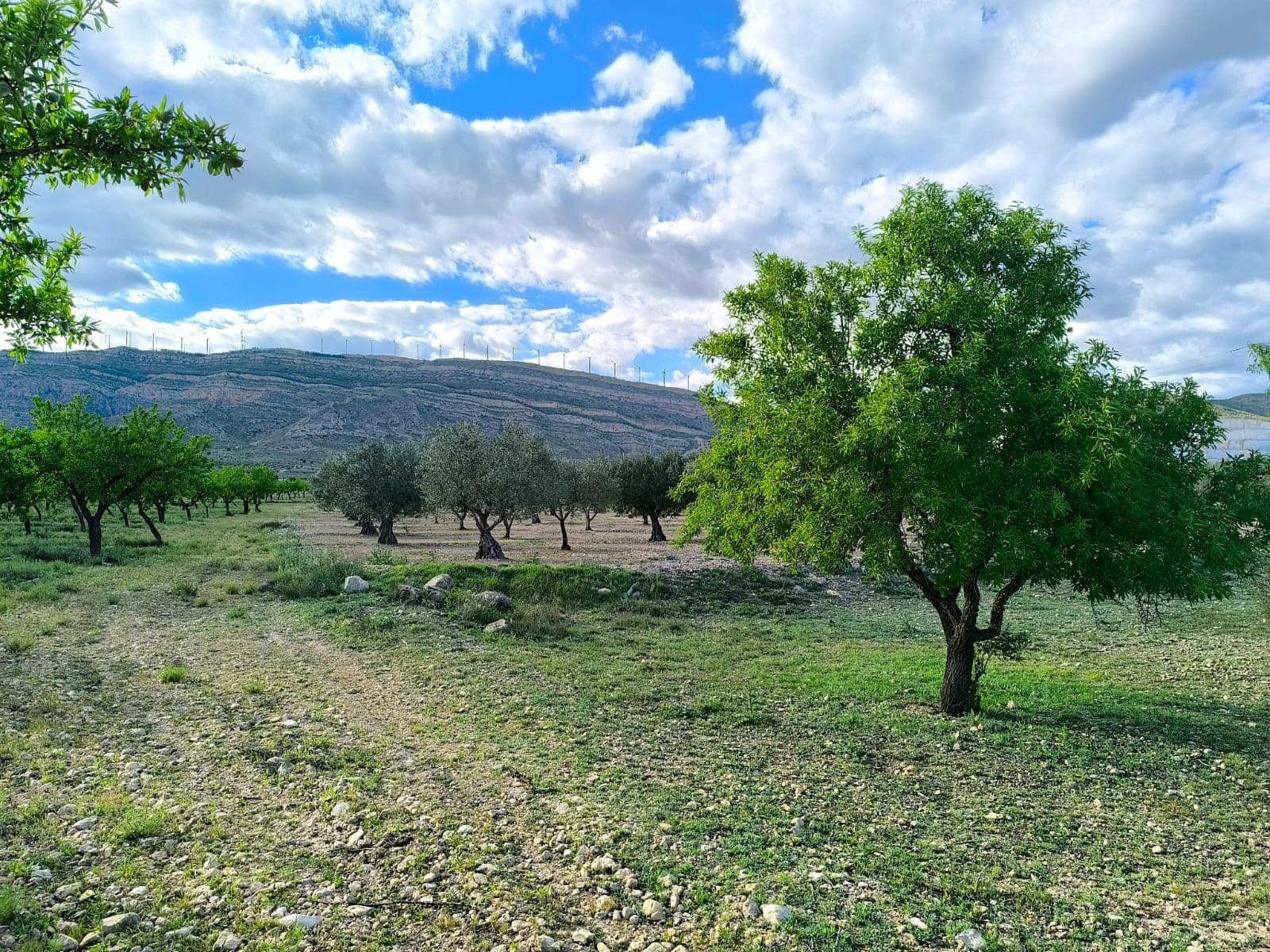 Plot of 3700 m2, non-buildable due to its size. The parcel is located only 2 km from Caudete. With its strategic position, affordable price, privacy, tranquillity, and splendid views, this could be your little piece of paradise within a walking distance from the town centre! The land, planted with unkept almond trees, has varied terrain. Access via a track road.About the area: Caudete is a charming and peaceful town of 10.000 inhabitants in the province of Albacete, known for its traditional Spanish character and welcoming community. Ideally located, it offers excellent road connections and is just 50 minutes from the beaches of the Costa Blanca and Alicante International Airport. The proximity of mountains offers ample hiking opportunities and splendid views. The town, which has all the daily amenities (shops, health centre, farmer's market, local services) provides easy access to major cities such as Alicante, Murcia, and Valencia, making it a perfect location for those seeking a tranquil lifestyle with the convenience of nearby urban centers and coastal escapes.About us: We have a large portfolio of properties in the Costa Blanca and Costa Calida areas, specialising in country properties, villas, fincas, building plots and design and build options in the Alicante and Murcia regions with a particular emphasis on Elda, Monovar, Pinoso, Sax, Villena, Aspe, Fortuna, Albacete and many more surrounding areas. We have been established since 2004 and have decades of experience between the team which we bring to bear to help you find and secure your new dream home. We help you every step of the way to make sure your purchase in Spain is safe and hassle free. We are not here to sell you a property, we are here to help you realise your dream and find what is right for you. With us you are in the safest hands. Contact us now to have a no obligation chat about how you too can realise your dreams.