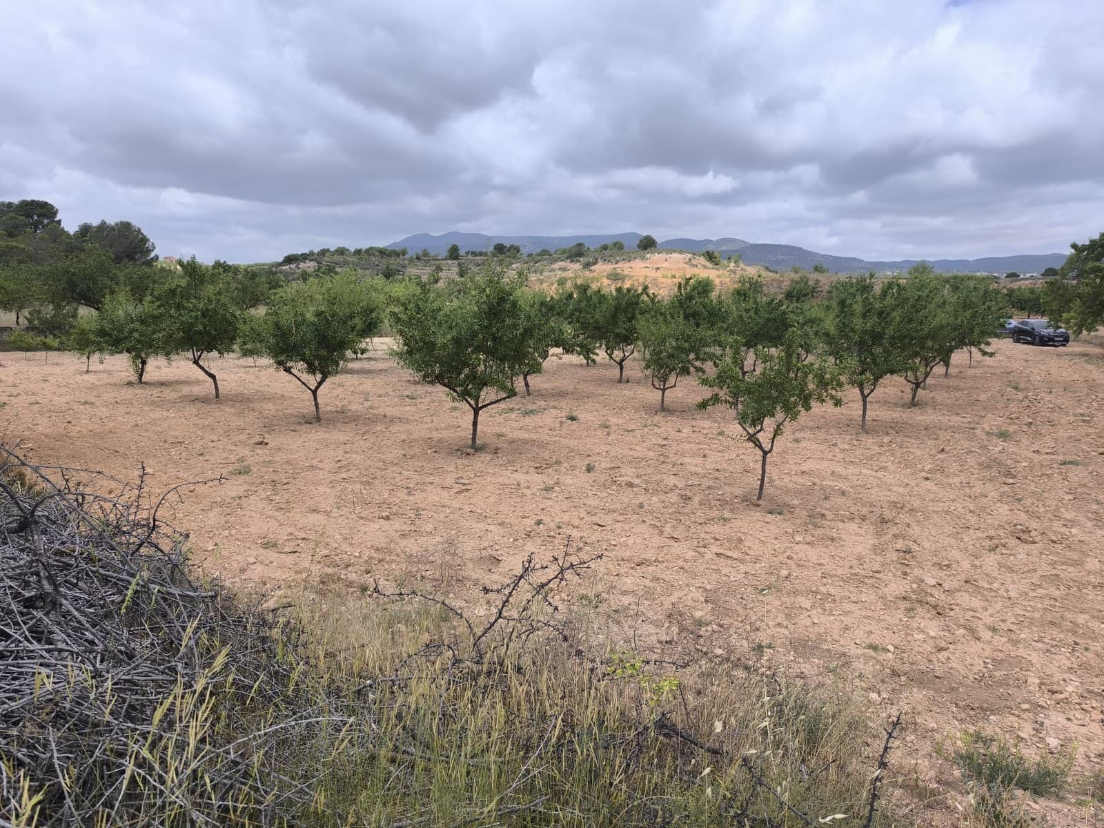 We present this building plot of 29,575 m² located 5 km from Pinoso.With a few almond trees, the path is already in place to reach the top of the plot, where you'll find stunning views. The plot is partially flat. It has irrigation water and electricity is available nearby. Access to the plot is via an asphalt road.