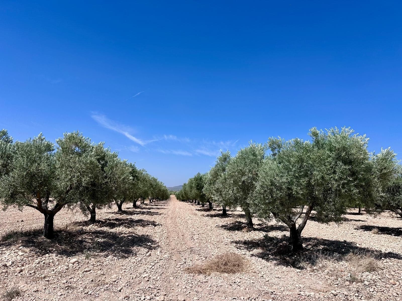 Productive Olive Orchard for Sale Near MonóvarThis attractive agricultural property is located in the peaceful area of Canyades d'en Cirus, near Monóvar, and offers an excellent opportunity for anyone interested in farming, investment, or simply owning a large piece of productive land in the Spanish countryside.The plot extends to approximately 48,000 m² and is home to around 700 olive trees, providing the potential for olive production and agricultural income. The land benefits from irrigation water, helping to support the orchard and maintain healthy tree growth throughout the year.Surrounded by beautiful countryside and open views, this is an ideal property for those looking to enjoy a rural lifestyle while owning a productive agricultural asset.About the AreaCanyades d'en Cirus is a quiet rural area located close to Monóvar, surrounded by vineyards, olive groves, and rolling countryside. Monóvar offers a full range of amenities including supermarkets, restaurants, schools, medical facilities, and local markets. The area is known for its agricultural traditions, peaceful atmosphere, and beautiful natural surroundings. Alicante airport and the Costa Blanca coastline are within approximately 40 minutes, making this an easily accessible rural location with excellent long-term potential.We have a large portfolio of properties in the Costa Blanca and Costa Calida areas, specialising in country properties, villas, fincas, building plots and design and build options in the Alicante and Murcia regions with a particular emphasis on Elda, Monovar, Pinoso, Sax, Villena, Aspe, Fortuna, Albacete and many more surrounding areas. We have been established since 2004 and have decades of experience between the team which we bring to bear to help you find and secure your new dream home. We help you every step of the way to make sure your purchase in Spain is safe and hassle free. We are not here to sell you a property, we are here to help you realise your dream and find what is right for you. With us you are in the safest hands. Contact us now to have a no obligation chat about how you too can realise your dreams.